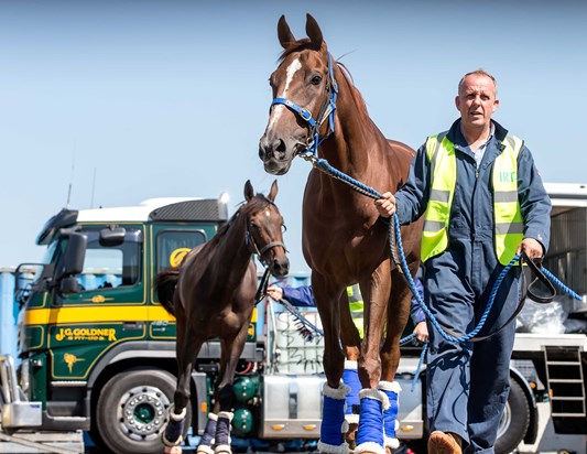 Irt International Transport Of Horses Irt International Transport Of Horses