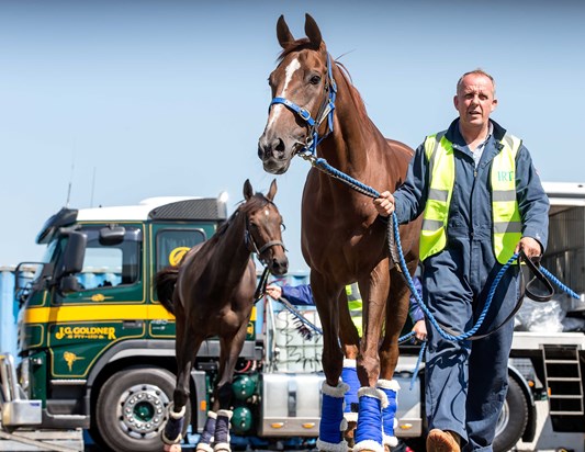 horse travel on plane