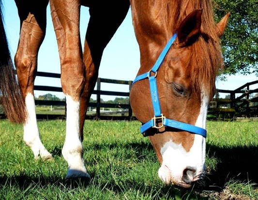 How to horse book one the money english edition
