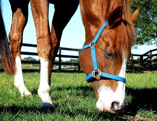 horse travel on plane